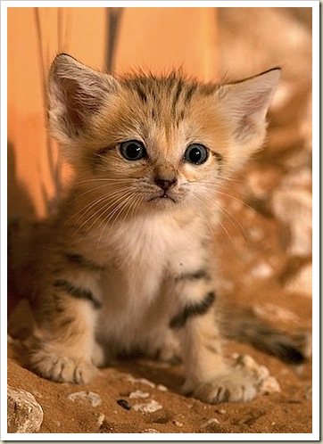 Sand Cat Kitten – Felis margarita